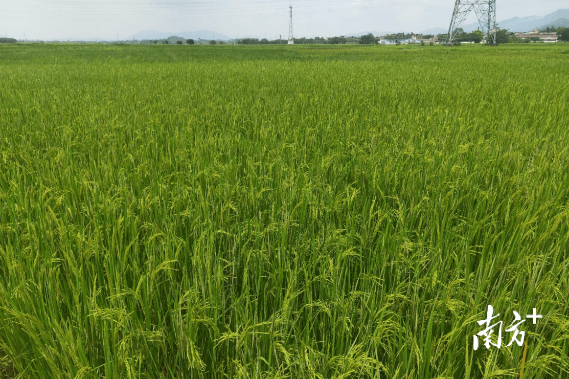清新太和：又一項目簽約，打造“千畝方”優(yōu)質(zhì)絲苗米產(chǎn)業(yè)基地