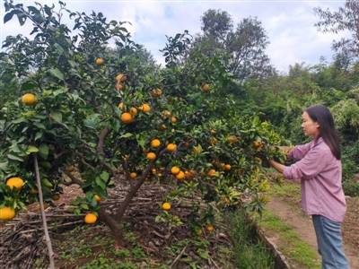 “退出600余微信群” 裸辭回鄉(xiāng)創(chuàng)業(yè)一年 她收獲了啥？