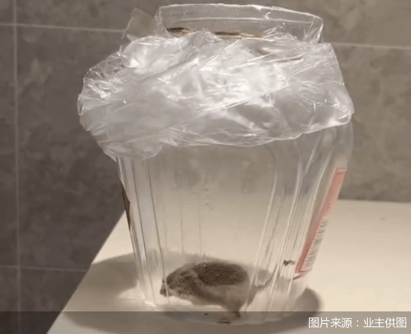 老鼠亂竄、直飲水發(fā)黃，北京業(yè)主千萬元買的和錦誠園居然是這樣