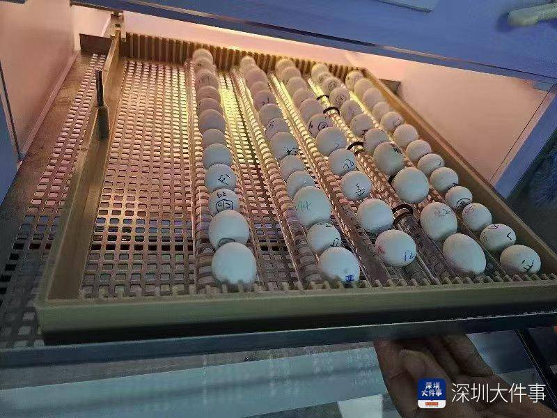 超千枚蛋、案值達(dá)700萬(wàn)！深圳破獲一起走私瀕危鸚鵡蛋大案
