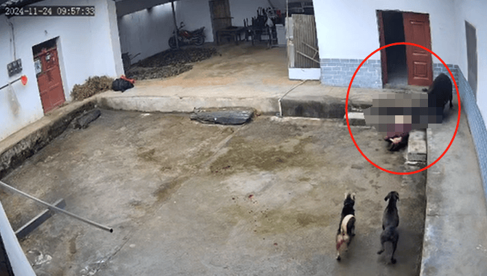 陜西嵐皋野豬沖進(jìn)家中咬死老人？當(dāng)?shù)兀阂殉闪⒐ぷ鲗?zhuān)班，正在調(diào)查