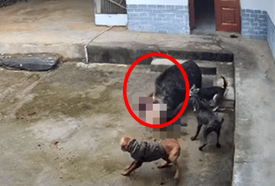 陜西嵐皋野豬沖進(jìn)家中咬死老人？當(dāng)?shù)兀阂殉闪⒐ぷ鲗?zhuān)班，正在調(diào)查
