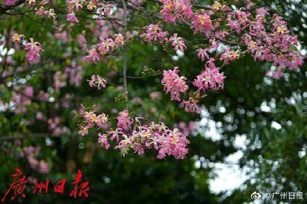 冷空氣明天凌晨到達廣州市區(qū)，后天起轉(zhuǎn)為晴冷