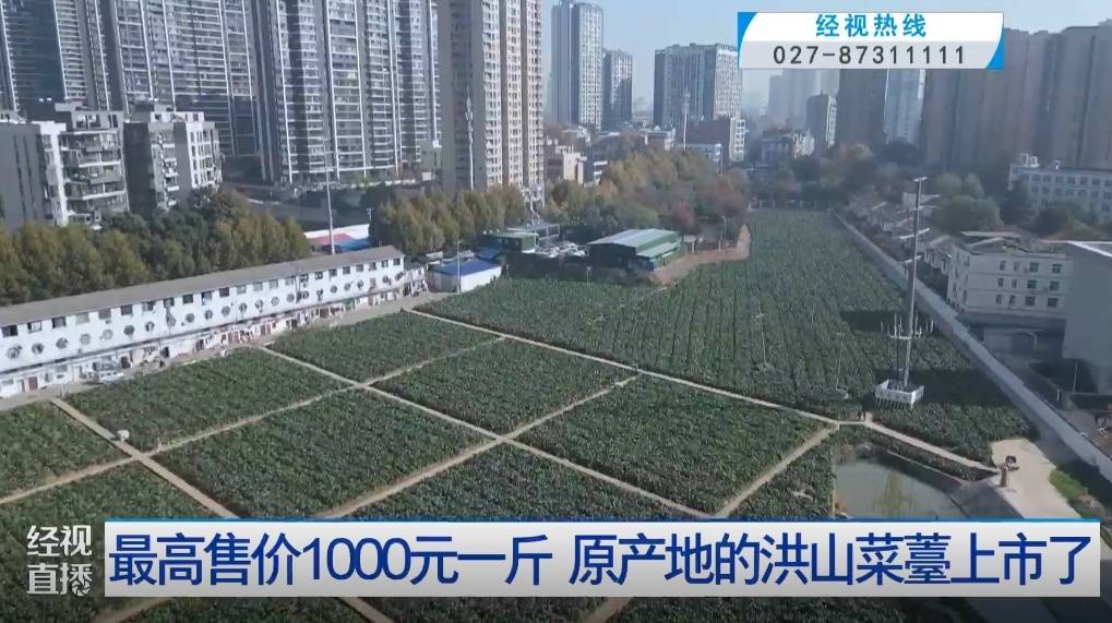 武漢人愛吃！最高1000元一斤，供不應求