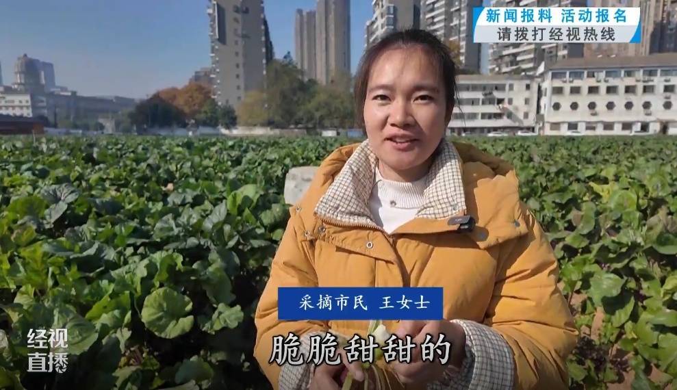武漢人愛吃！最高1000元一斤，供不應求