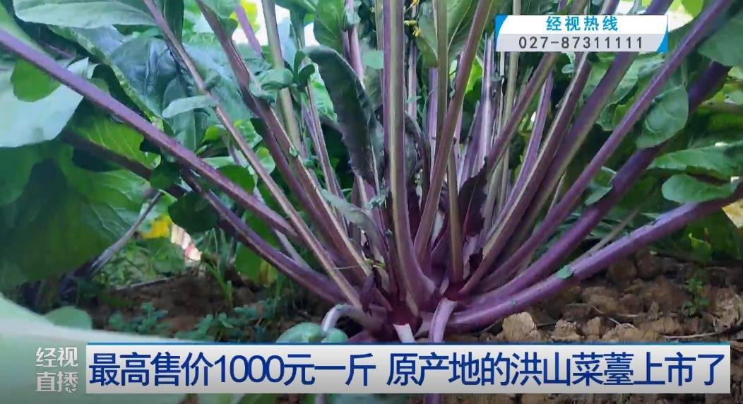武漢人愛吃！最高1000元一斤，供不應求
