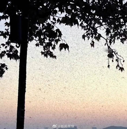 密密麻麻！多得像“馬賽克" 武漢一湖邊漫天飛蟲