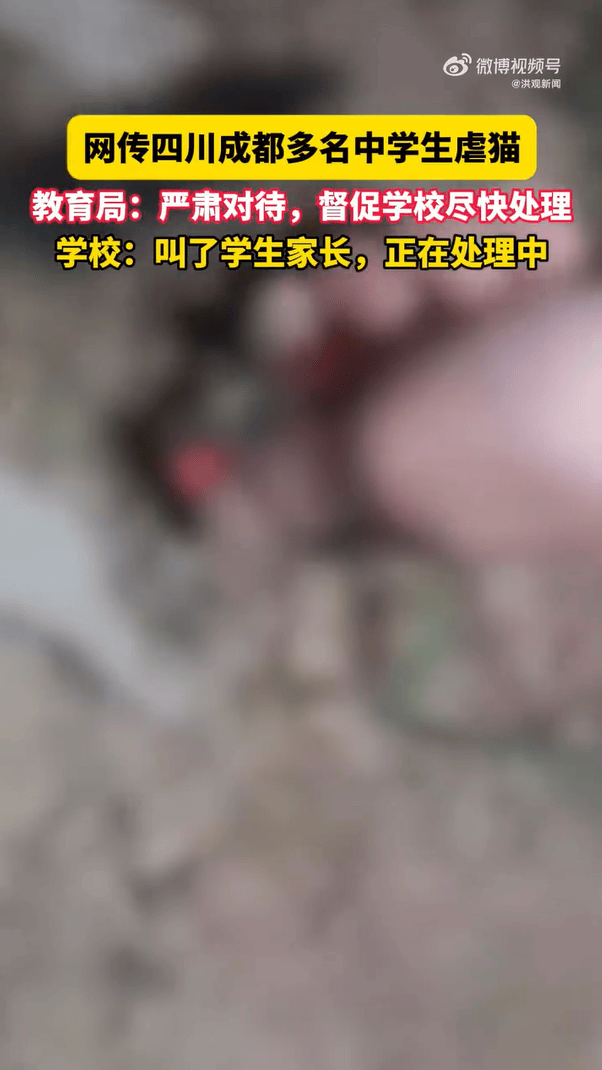 官方通報(bào)“成都4名初中生組團(tuán)虐貓”：對涉事學(xué)生批評教育，停課反省