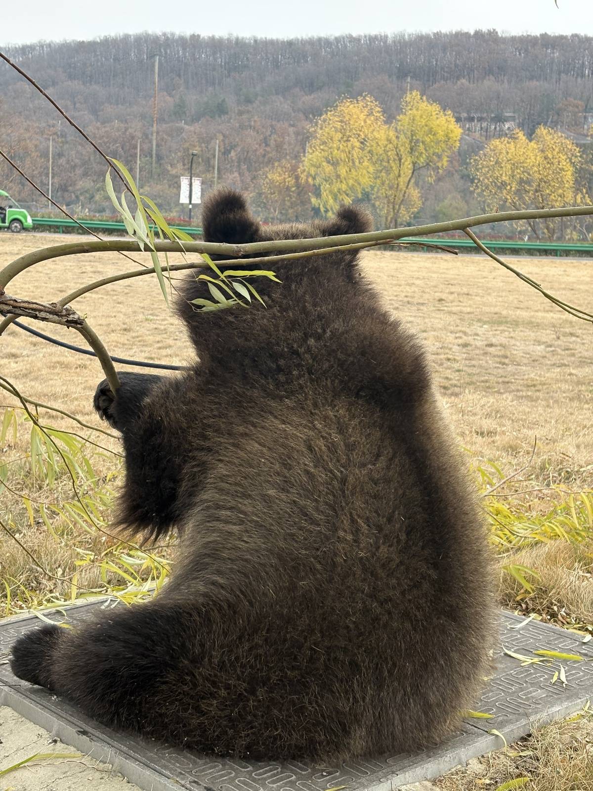 武漢女飼養(yǎng)員與棕熊“打架”引熱議，回應(yīng)：為了它以后更好融入大熊區(qū)，有意識(shí)地訓(xùn)練