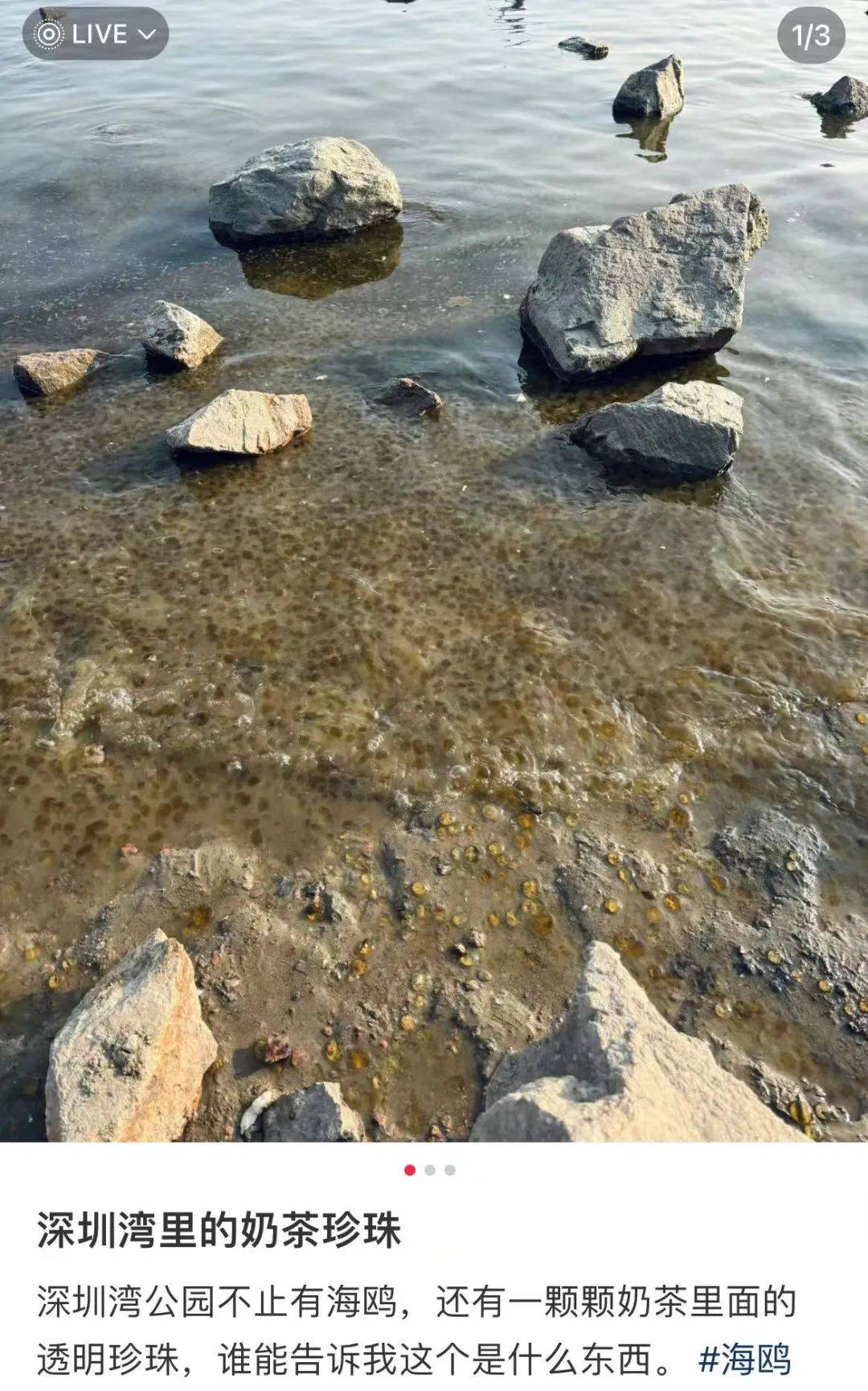 海邊密集出現(xiàn)“爆爆珠”？廣州、深圳等多地發(fā)布提醒