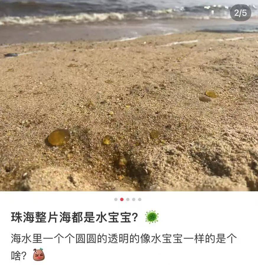 海邊密集出現(xiàn)“爆爆珠”？廣州、深圳等多地發(fā)布提醒