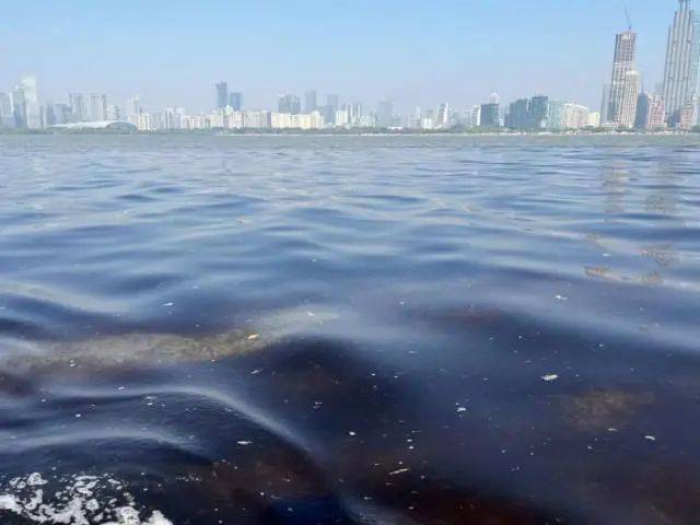 海邊密集出現(xiàn)“爆爆珠”？廣州、深圳等多地發(fā)布提醒