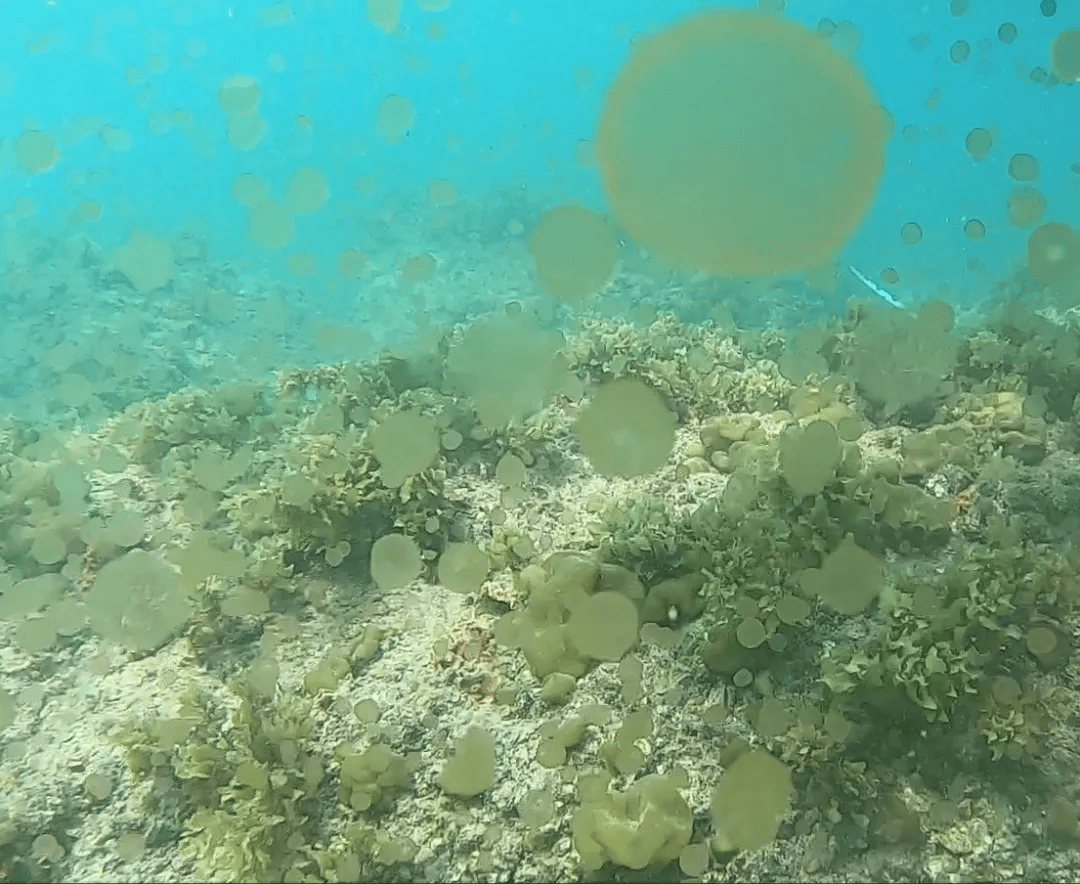 海邊密集出現(xiàn)“爆爆珠”？廣州、深圳等多地發(fā)布提醒