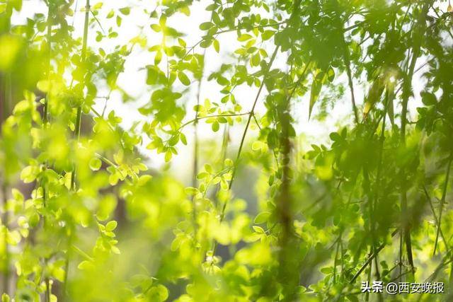 25℃+！西安“火箭式”升溫！但需警惕→