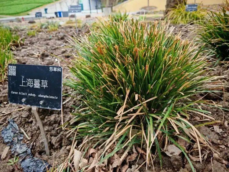 150年后重遇，消失已久的“上海原住民”被發(fā)現(xiàn)！