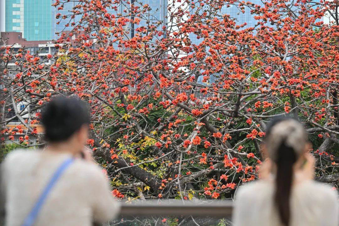 冷空氣+暴雨來(lái)襲！廣州低至11℃，就在本周……