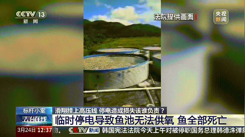 深圳女子被掛高壓線！停電救援，9池魚死光！他怒上法庭……