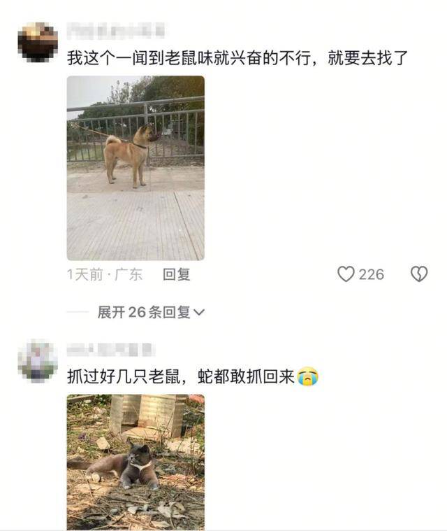 老鼠掉進(jìn)泳池，廣東大叔出動雞貓狗團(tuán)隊(duì)，結(jié)果全被老鼠嚇跑！網(wǎng)友坐不住紛紛曬戰(zhàn)績