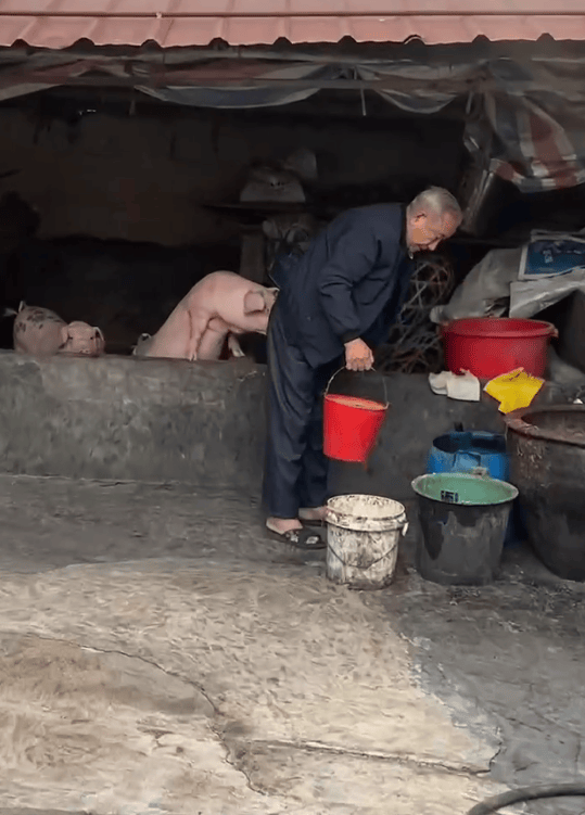 潮汕一孫女怕78歲爺爺無聊給他買了兩頭豬：豬被養(yǎng)得干凈粉嫩，享受和孫女一樣的待遇