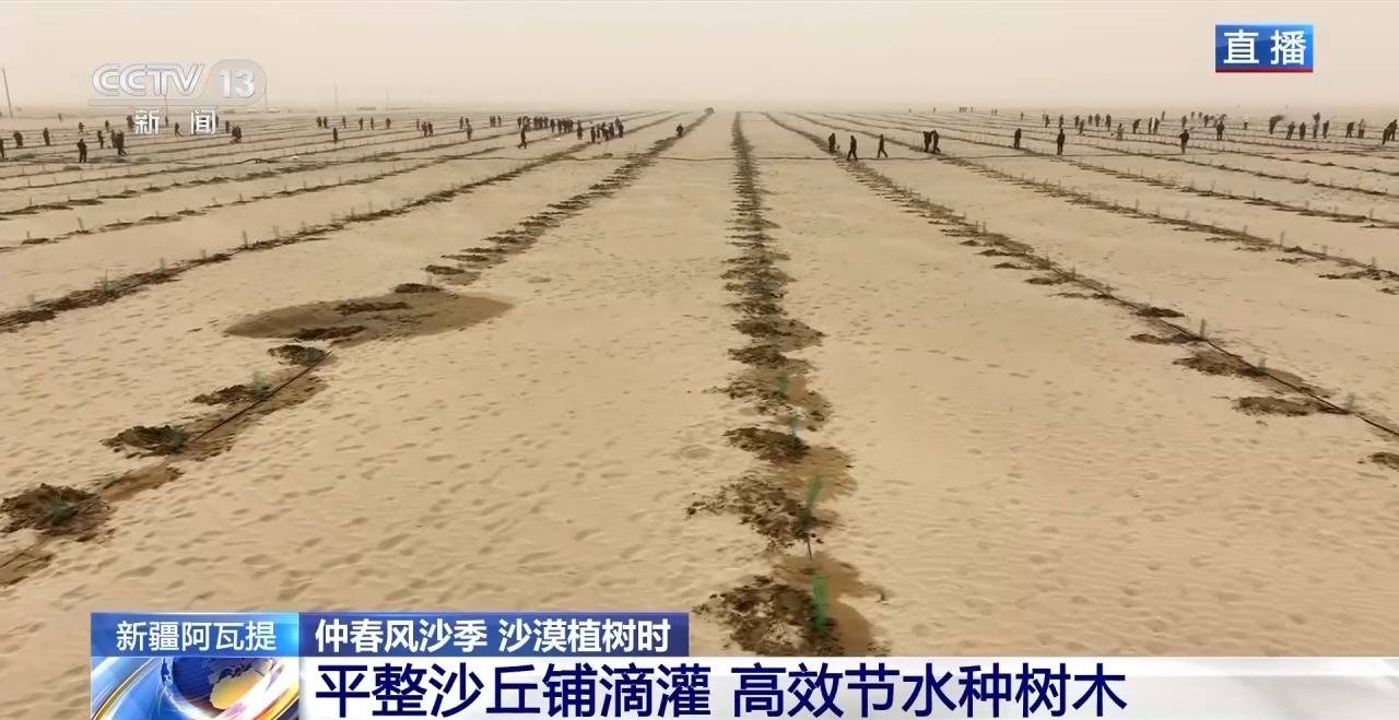 “鎖邊”→“擴邊” 塔克拉瑪干沙漠植樹造綠迎來新進展