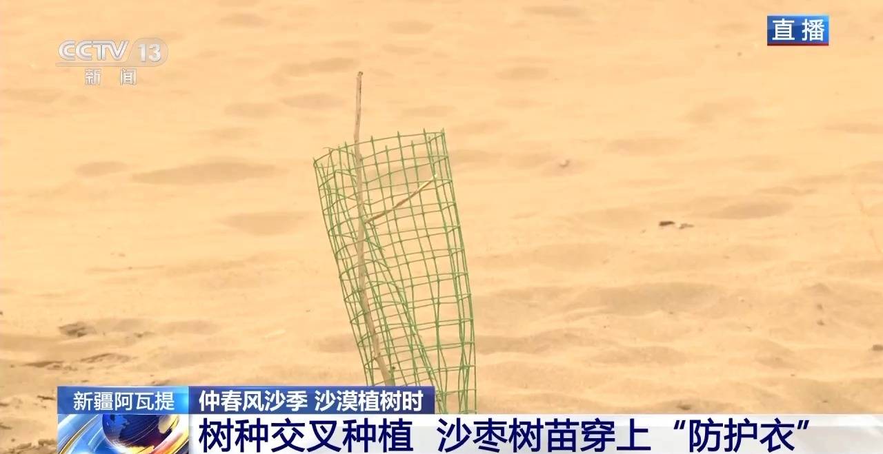 “鎖邊”→“擴邊” 塔克拉瑪干沙漠植樹造綠迎來新進展