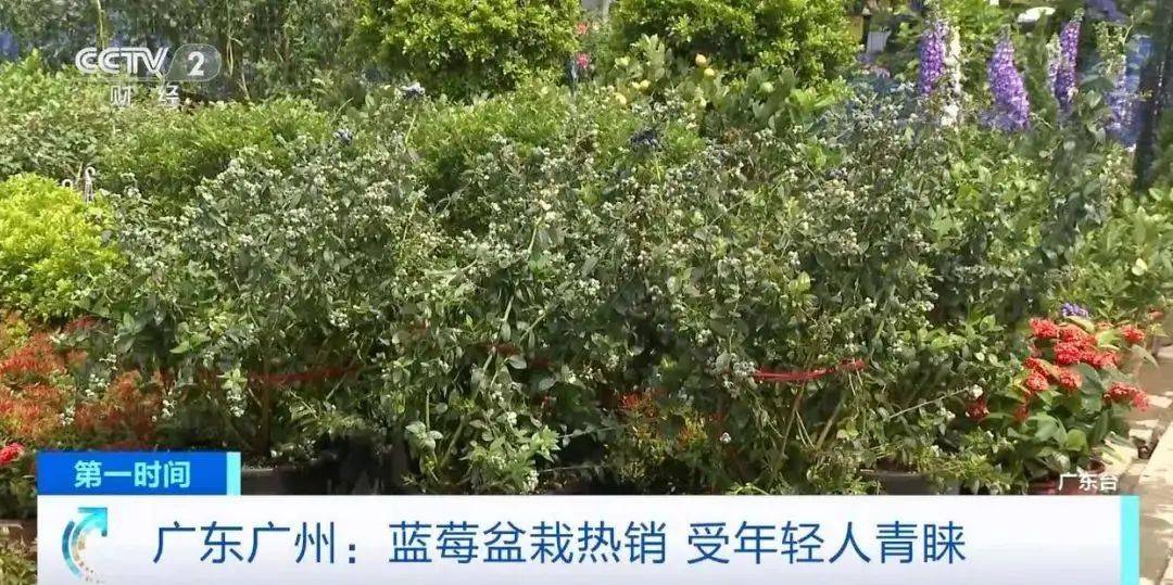 大降價！從100多元一斤到9.9元一盒