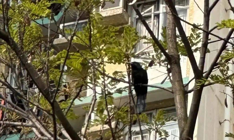 “周末想睡個懶覺都不行”，有多少深圳人被這種鳥吵到神經(jīng)衰弱