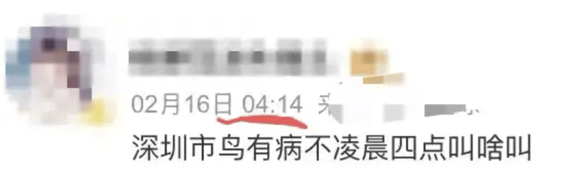 “周末想睡個懶覺都不行”，有多少深圳人被這種鳥吵到神經(jīng)衰弱