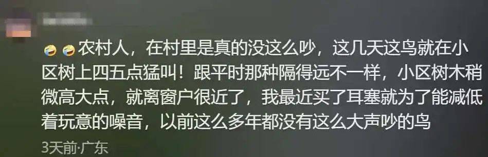 “周末想睡個懶覺都不行”，有多少深圳人被這種鳥吵到神經(jīng)衰弱
