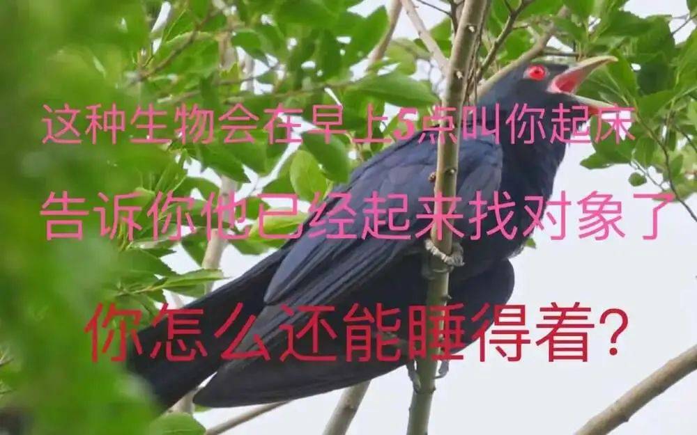 “周末想睡個懶覺都不行”，有多少深圳人被這種鳥吵到神經(jīng)衰弱