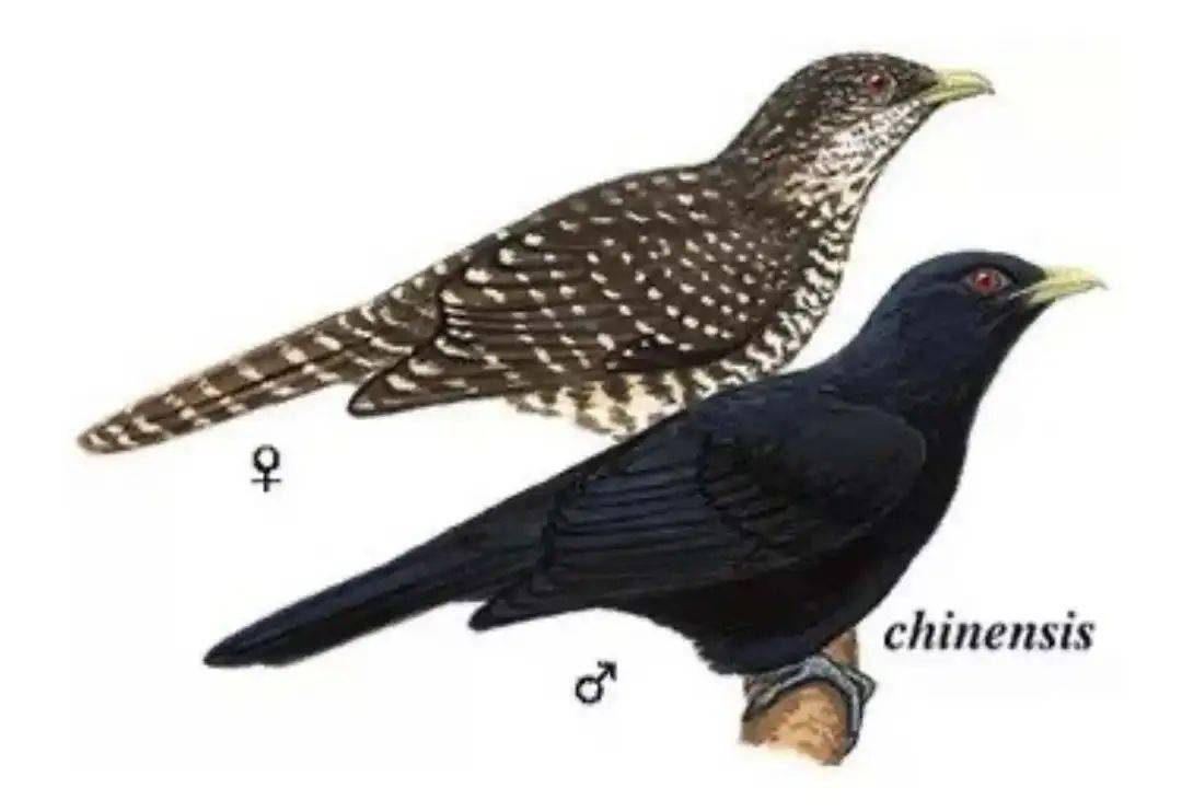“周末想睡個懶覺都不行”，有多少深圳人被這種鳥吵到神經(jīng)衰弱