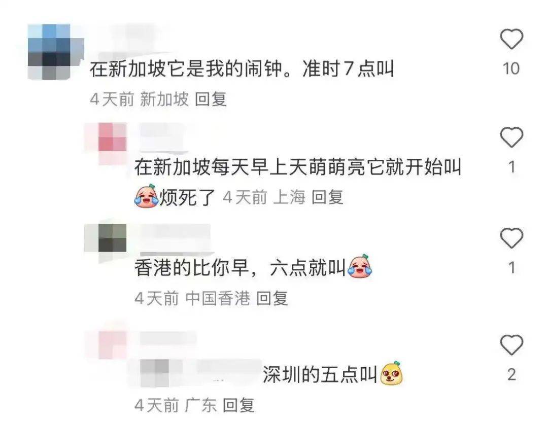 “周末想睡個懶覺都不行”，有多少深圳人被這種鳥吵到神經(jīng)衰弱