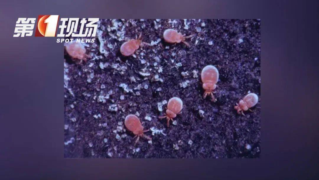 穿長袖！穿長袖！深圳入夏后，出門務必注意→