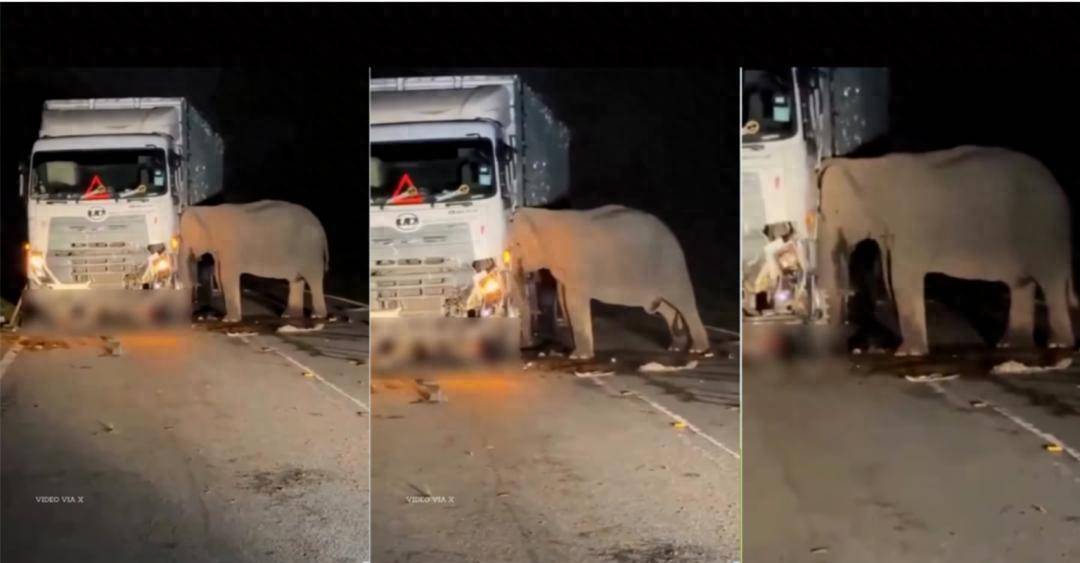 5歲小象凌晨被撞身亡，母象悲憤交加頭抵卡車(chē)7小時(shí)守到天亮！