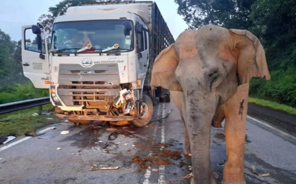 5歲小象凌晨被撞身亡，母象悲憤交加頭抵卡車(chē)7小時(shí)守到天亮！