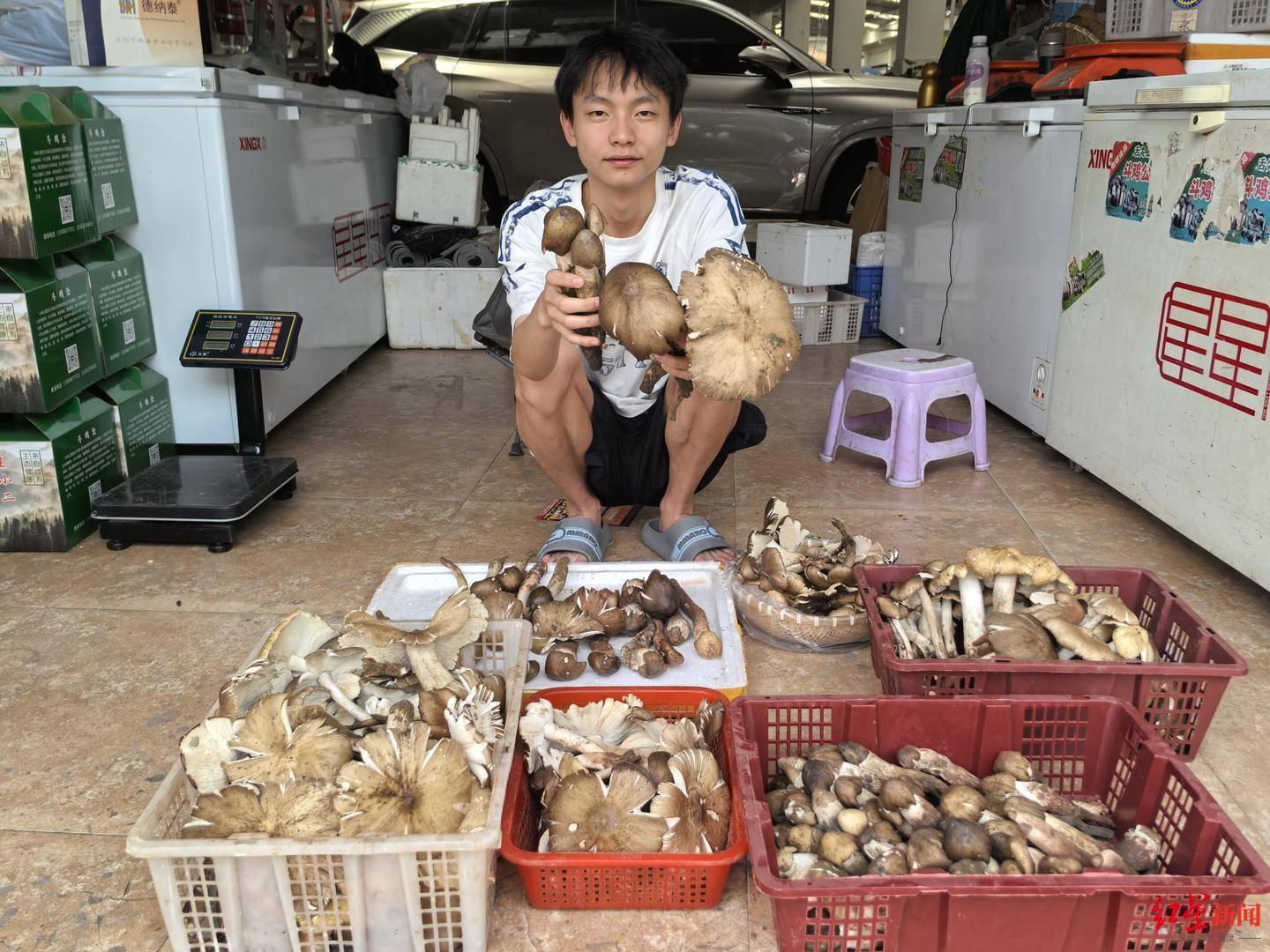 “天價”雞樅調(diào)查：最貴賣到1800元/公斤！雨水少致產(chǎn)量低，多地價高客少