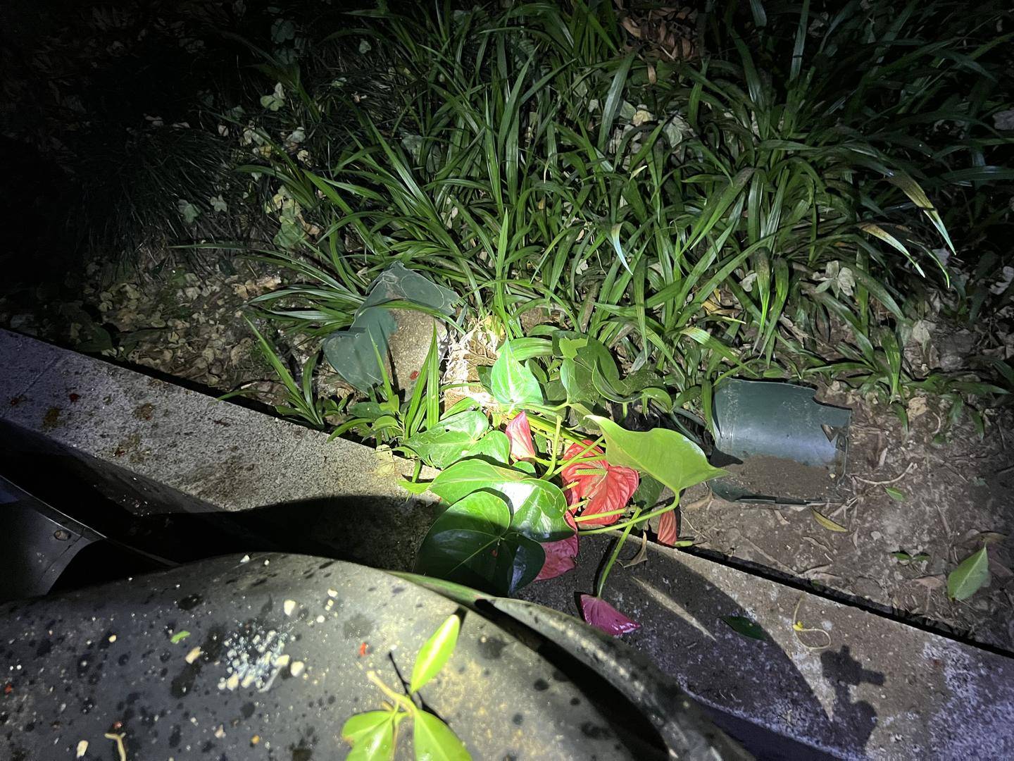 男子與朋友吃酒起爭執(zhí)，竟從10樓扔下綠蘿、蘭花和不銹鋼盆，被刑拘