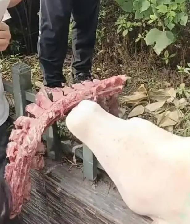 四川自貢一小學(xué)被曝使用發(fā)臭豬肉，官方通報(bào)：已封存，正在檢測(cè)