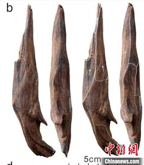 世界級重大考古成果！中國發(fā)現(xiàn)30萬年前東亞最早木器