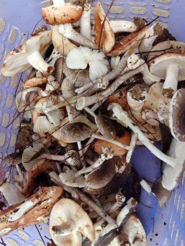 湖南一家6口誤食毒蘑菇，5歲男童不幸去世