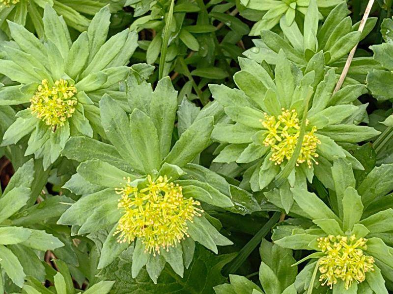 時(shí)隔30余年 黑龍江再發(fā)現(xiàn)國家二級保護(hù)野生植物莼菜