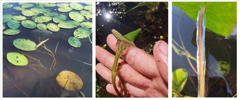 時(shí)隔30余年 黑龍江再發(fā)現(xiàn)國家二級保護(hù)野生植物莼菜