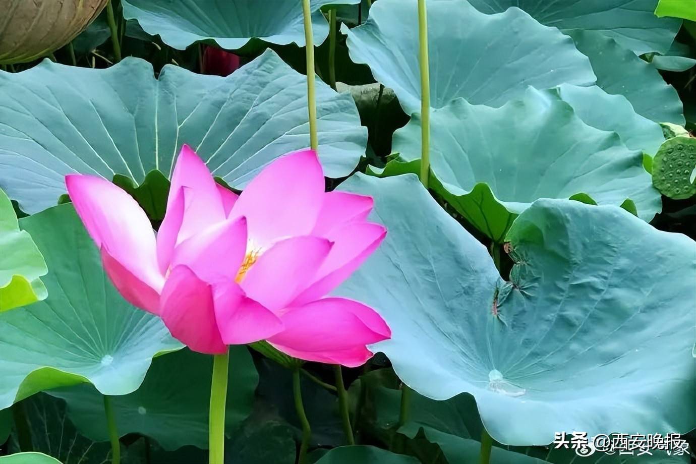 極端性強(qiáng)！陜西暴雨、雷暴大風(fēng)、冰雹要來！西安降雨降溫時(shí)間確定！