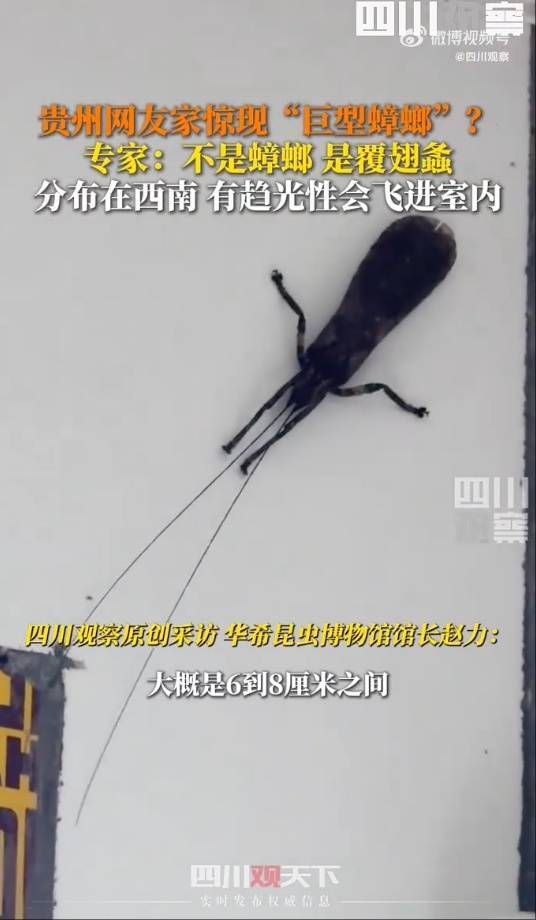 有人家中出現(xiàn)“巨型蟑螂”？網友：房子給它了