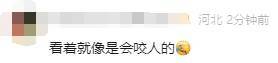有人家中出現(xiàn)“巨型蟑螂”？網友：房子給它了
