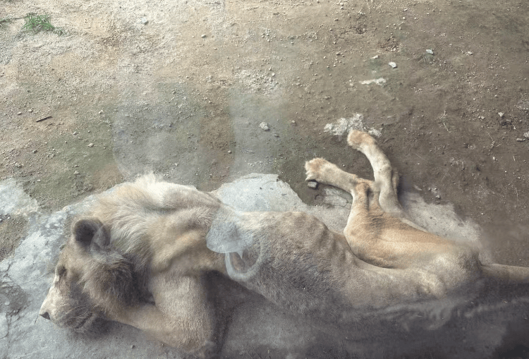 福州一野生動物世界有獅子骨瘦如柴？園方：它已有13歲“高齡”，生活作息進食均正常