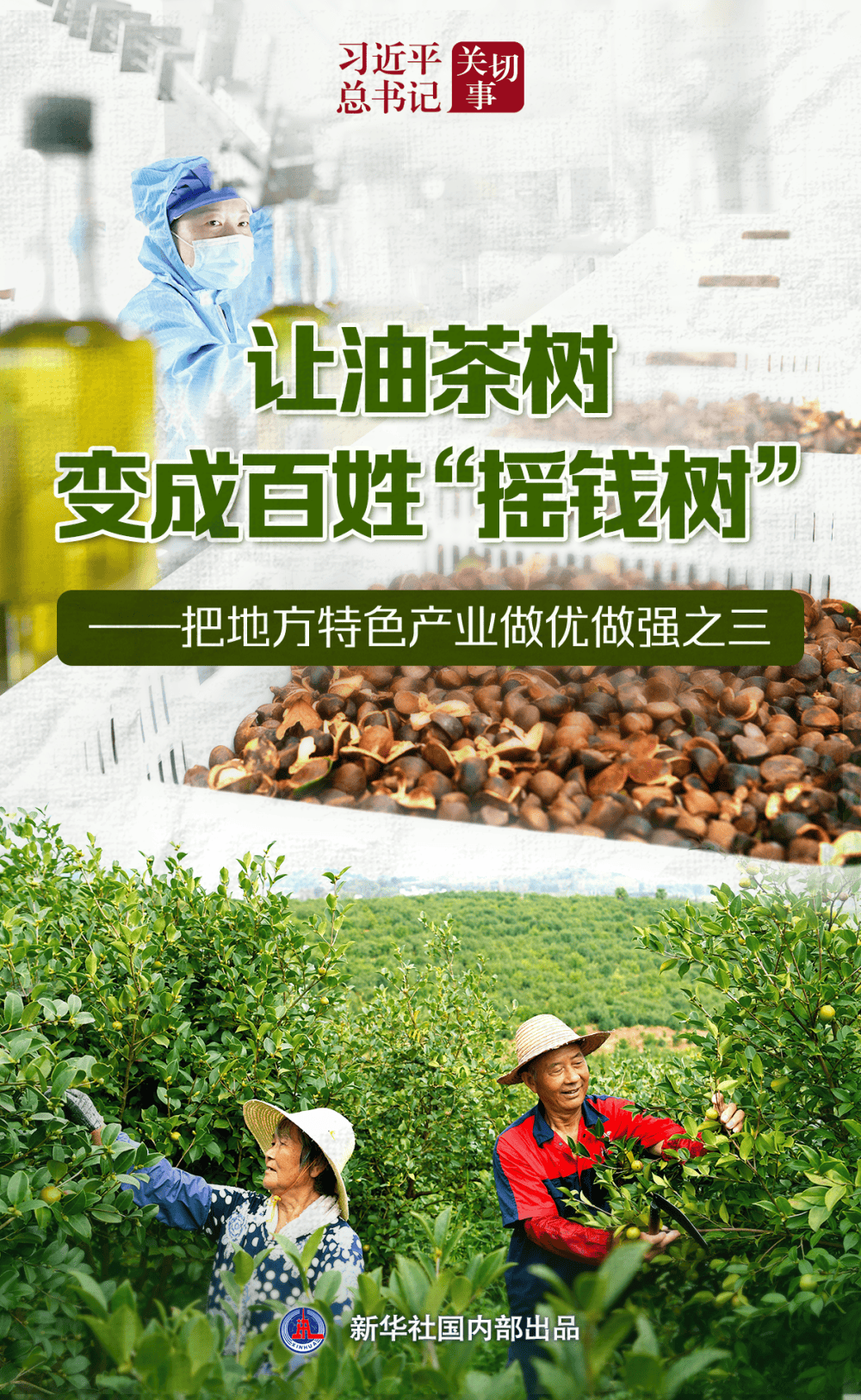 習近平總書記關切事｜讓油茶樹變成百姓“搖錢樹”——把地方特色產業(yè)做優(yōu)做強之三