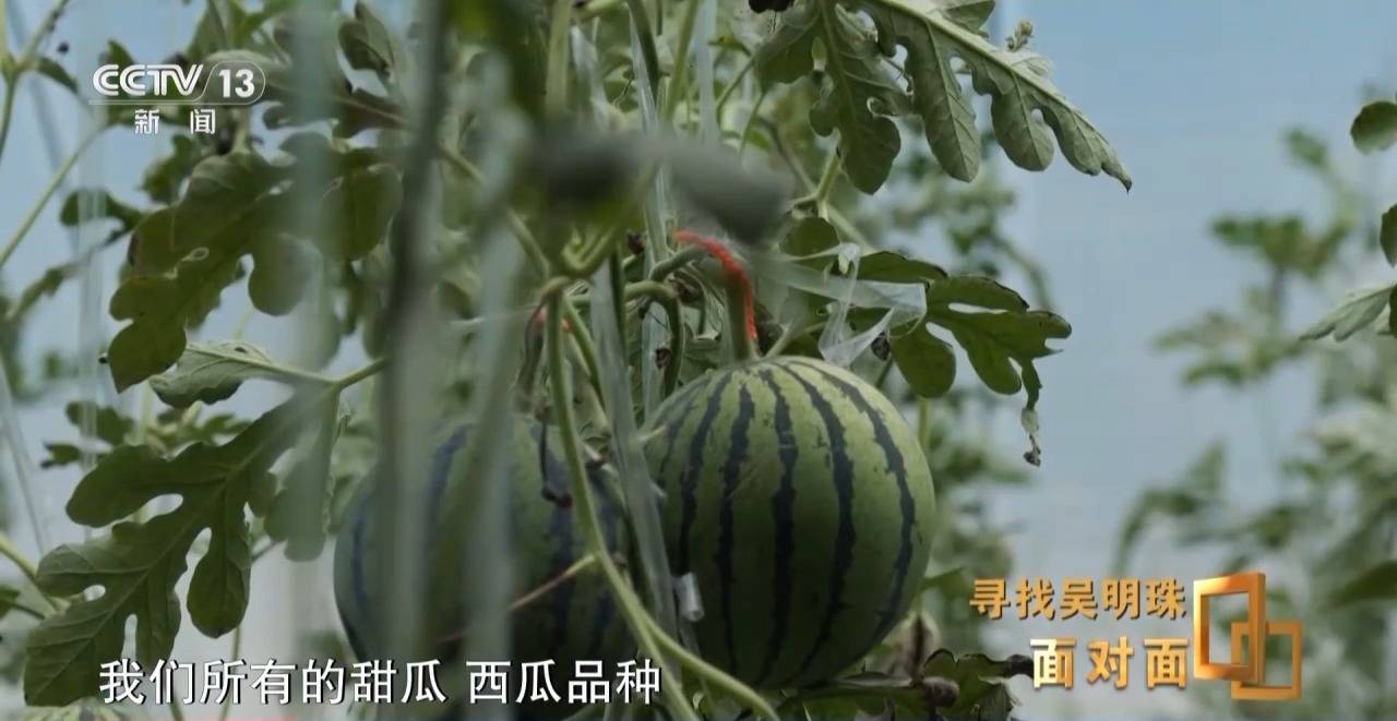 面對面丨中國人的吃瓜自由要感謝她！吳明珠說她的一生就是結(jié)幾個好瓜獻給人民