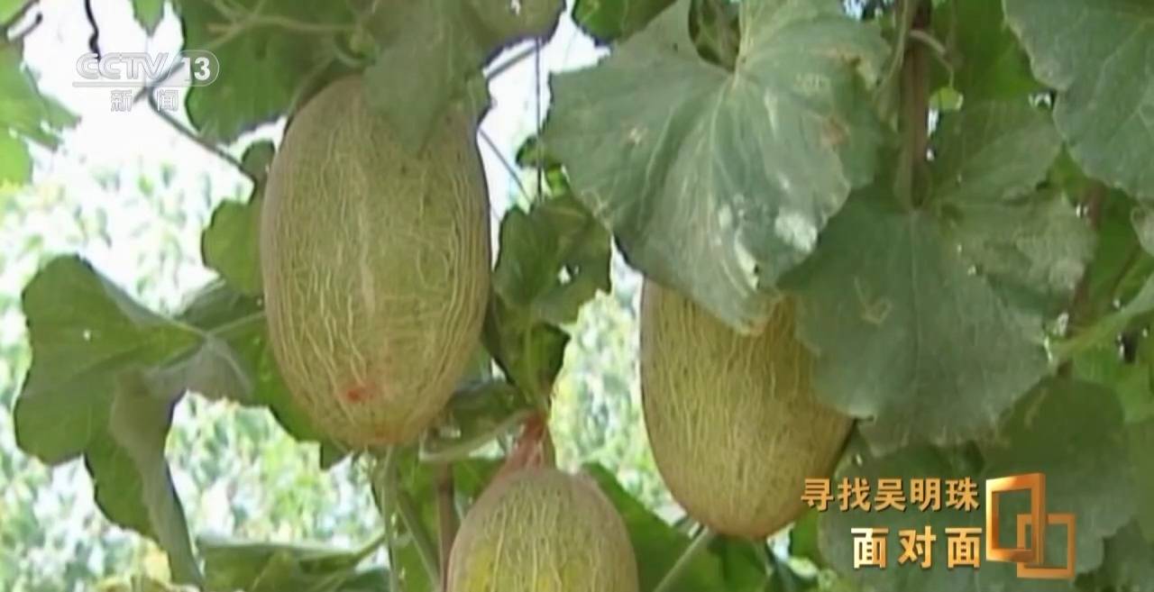 面對面丨中國人的吃瓜自由要感謝她！吳明珠說她的一生就是結(jié)幾個好瓜獻給人民