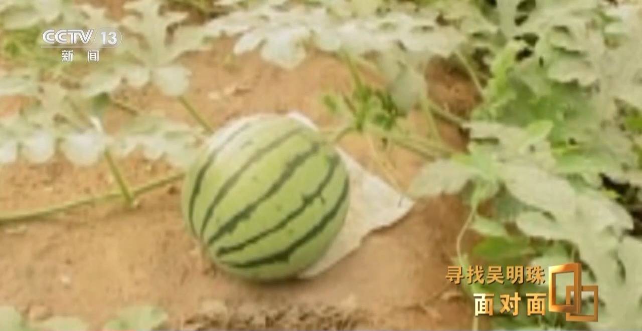 面對面丨中國人的吃瓜自由要感謝她！吳明珠說她的一生就是結(jié)幾個好瓜獻給人民